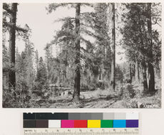 Image of white fir