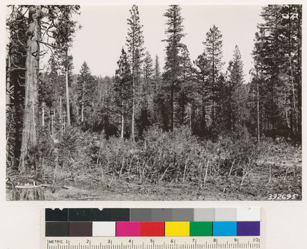 Image of white fir