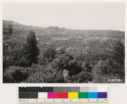 Image of sticky whiteleaf manzanita