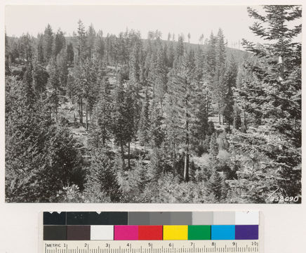 Image of white fir