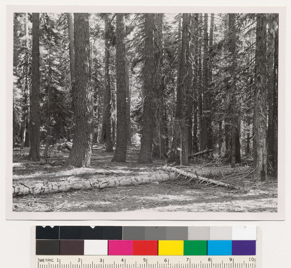 Image of California Red Fir