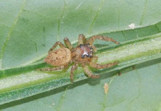 Слика од Coryphasia