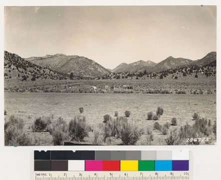 Image of big sagebrush