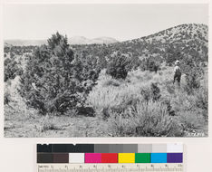 Image of big sagebrush