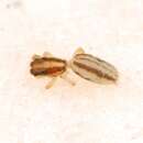 Image of Arachnomura