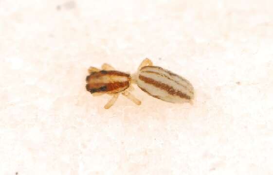 Image of Arachnomura
