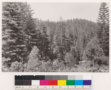 Image of white fir