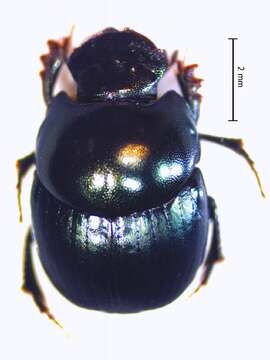 Image of Canthidium