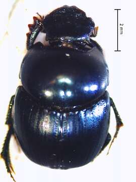 Image of Canthidium