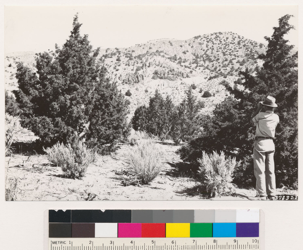 Image of big sagebrush