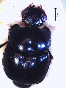 Image of Canthidium