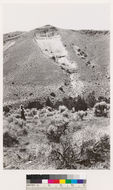 Image of big sagebrush