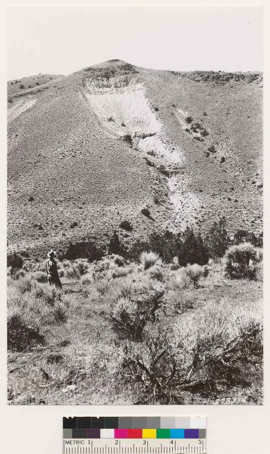 Image of big sagebrush