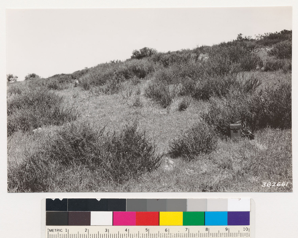 Image of California Buckwheat