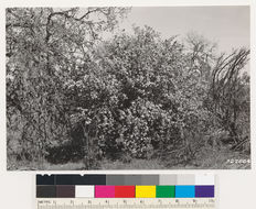 Image of coastal sagebrush