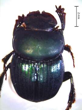 Image of Canthidium