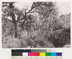 Image of coastal sagebrush