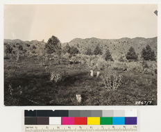 Image of big sagebrush