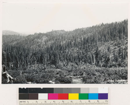 Image of greenleaf manzanita