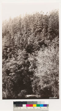 Image of Coulter pine