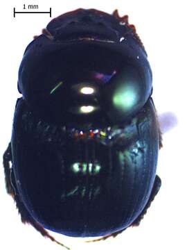 Image of Canthidium