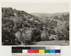 Image of coastal sagebrush