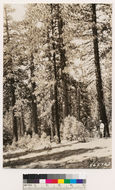 Image of California Red Fir