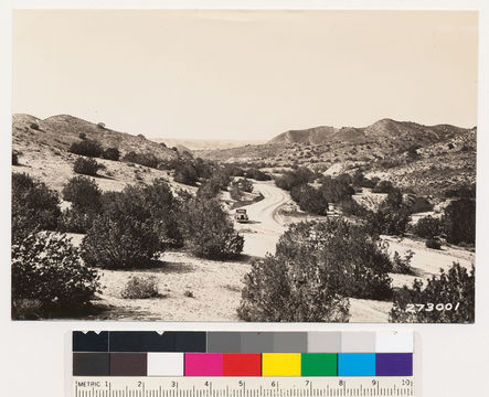 Image of California Buckwheat