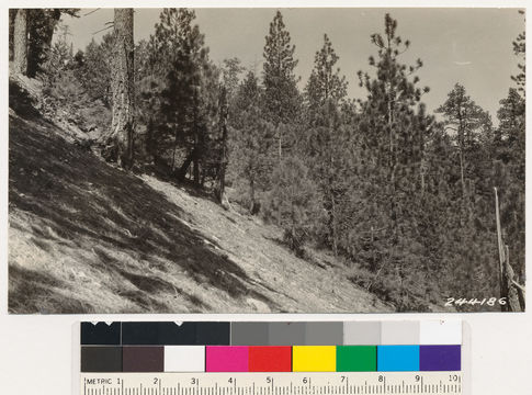 Image of sugar pine