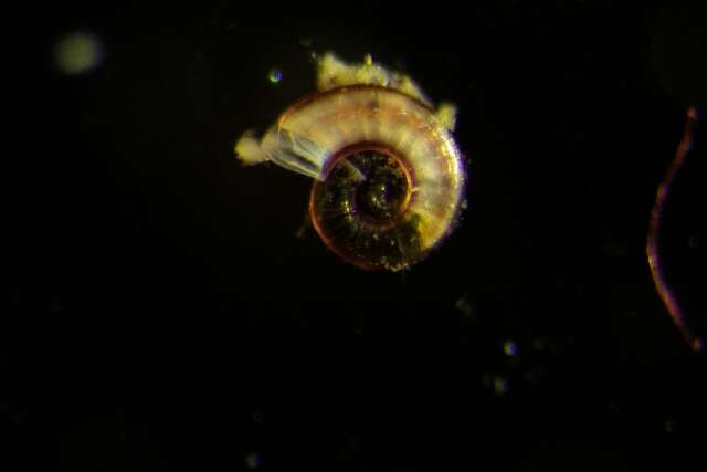 Imagem de Omalogyroidea G. O. Sars 1878