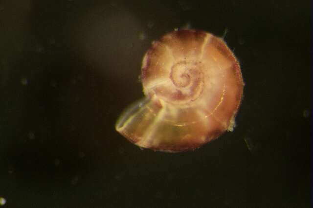 Image of Omalogyroidea G. O. Sars 1878