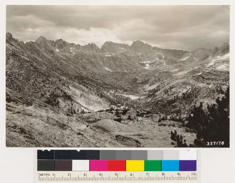 Image of whitebark pine