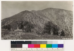 Image of lodgepole pine