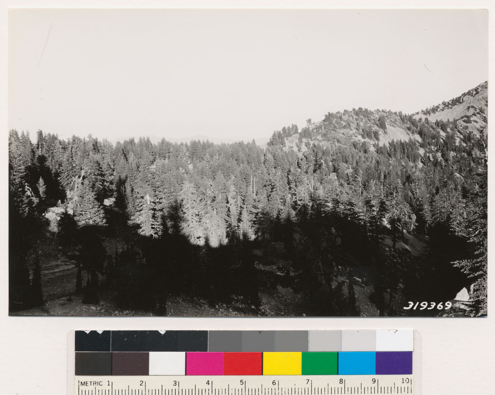 Image of Mountain Hemlock