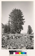 Image of Mountain Hemlock