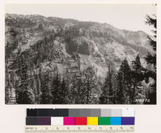 Image of California Red Fir