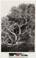 Image of Pacific madrone