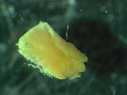 Image de unclassified Annelida