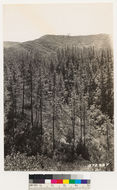 Image of Eastwood's manzanita