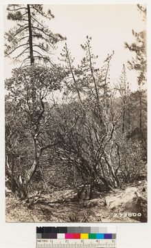 Image of La Panza manzanita