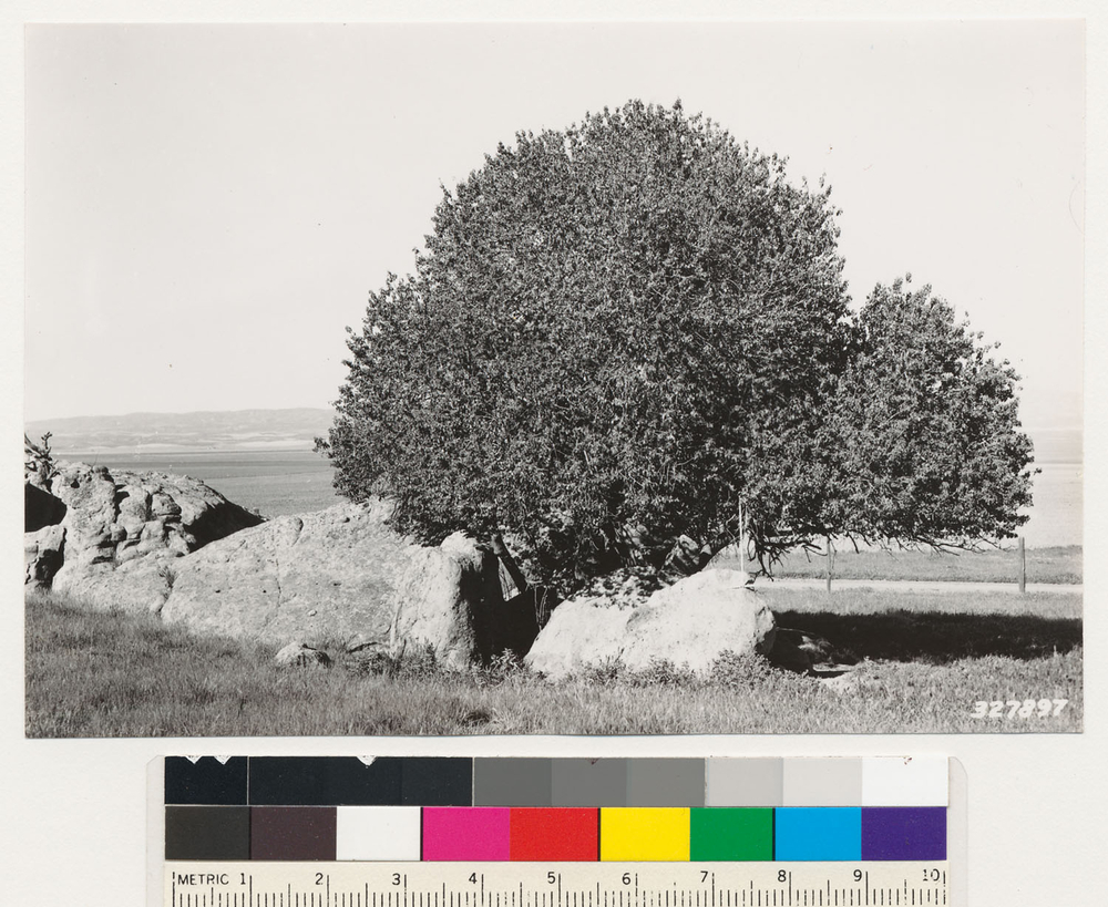 Image de Prunus ilicifolia (Nutt. ex Hook. & Arn.) D. Dietr.