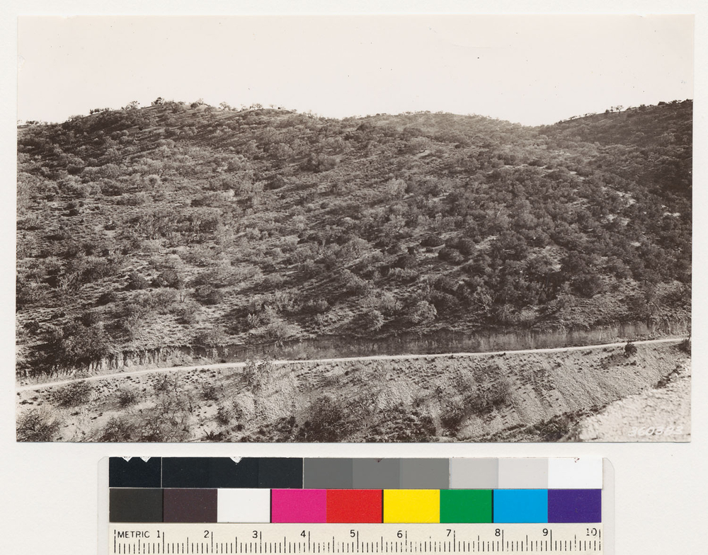 Imagem de Juniperus californica Carrière