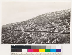 Imagem de Juniperus californica Carrière
