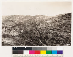 Слика од Juniperus californica Carrière