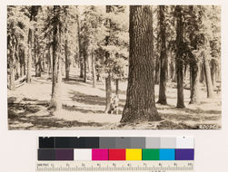 Image of California Red Fir