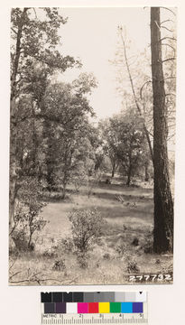 Image of sticky whiteleaf manzanita