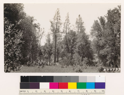 Image of sticky whiteleaf manzanita