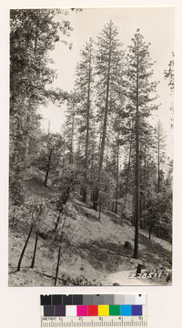 Image of sticky whiteleaf manzanita