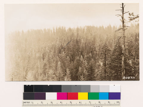 Image of white fir