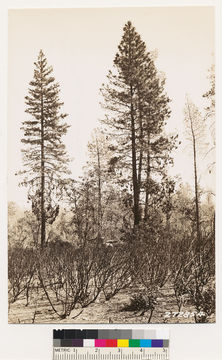 Image of sticky whiteleaf manzanita